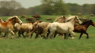 Black Beauty Ranch Americas Largest Animal Sanctuary [upl. by Dobson]