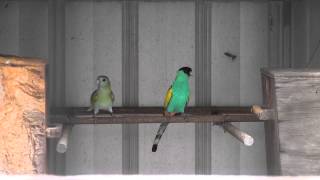 Hooded Parrots  BirdSpyAus [upl. by Portingale]