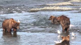 bear fight [upl. by Moishe]