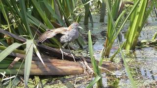 Vroege Vogels  De zomer van het kleinst waterhoen [upl. by Aivartal107]