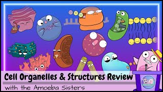 Cell Organelles and Structures Review [upl. by Enelrahc]