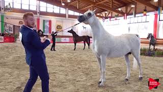 Italian Nationals 2019  Senior Stallions Championship [upl. by Atiras627]