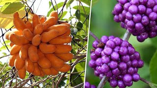 10 Frutas Exóticas Mais DIFERENTES e INCRÍVEIS Que Existem Pelo Mundo Parte 2  Frutas Nativas [upl. by Nagad]