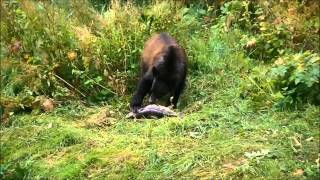 Grizzly Bears catching salmon [upl. by Sander]