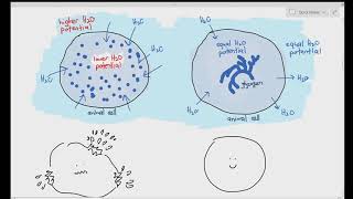 25 Polysaccharides Starch Amylose Amylopectin Glycogen amp Cellulose Cambridge A Level Bio [upl. by Airotna]