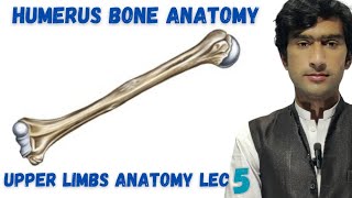 Humerus bone anatomy [upl. by Aeslehc963]