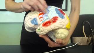 The Brain and Cranial Nerves Anatomy and Physiology [upl. by Sillihp]