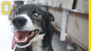 Sled Dogs More Than Meets the Eye  National Geographic [upl. by Errehs]