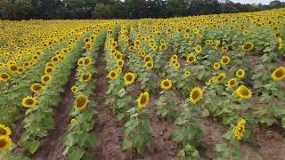 Grinter Farms in Kansas [upl. by Jacquelyn]