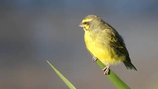 Yellowfronted Canary song [upl. by Jacquenetta]