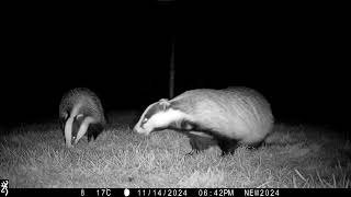 14th November 2024 Badgers Sophie and Mabel [upl. by Eralcyram]