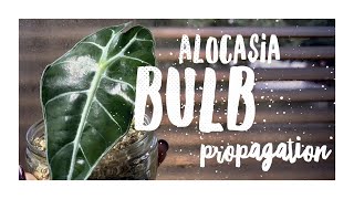 How To Grow Alocasia From Bulb  Alocasia Propagation [upl. by Michigan411]