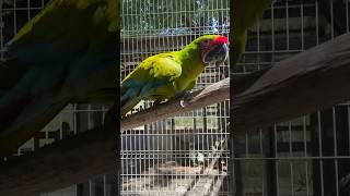 Green Macaw birdslover birdsofparadise roatan honduras centralamerica macaw birds birdlovers [upl. by Mycah]