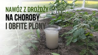 NAWÓZ Z DROŻDŻY  STYMULATOR  Pomidory Ogórki Papryka [upl. by Aicenat]