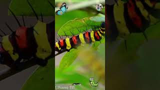 Exploring Strange Caterpillars  Lihami 111 CaterpillarJourney CaterpillarTransformation [upl. by Anatole]