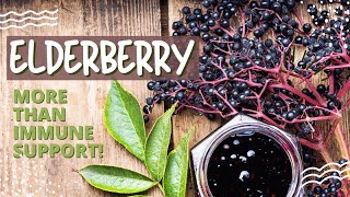 Elderberry  The key to boosting your immune system [upl. by Emerej]