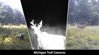 Michigan Trail Cameras July 23 2024  August 12 2024 Camera 4 [upl. by Nwahsid780]