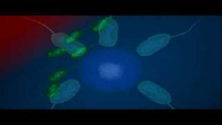 Bacteria Shape  Biology  Bacteriology [upl. by Freda244]