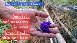 blue tea benefits Butterflyblue pea tea [upl. by Aseen]