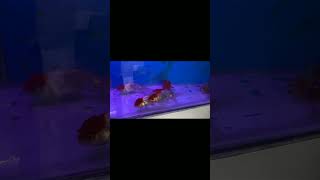 Online Fish Shopping in India bunnycartcom bunnycartin Shrimp amp Planttrending viral short 373 [upl. by Ivey165]