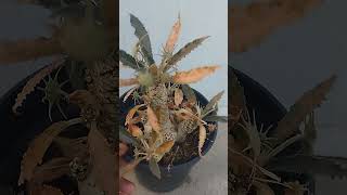 plants garden succulent DorestoniaCrispa exotic trending viral reels youtubeviralvideos [upl. by Ahsinnor]