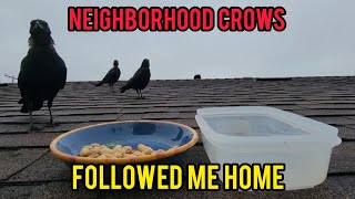 Befriending Wild Crows  Getting Crows To Follow Me Home [upl. by Stanford308]