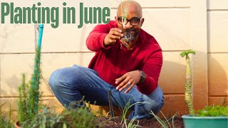 June Edition Winter Garden Progress and Monthly Planting  South African Garden [upl. by Navert861]