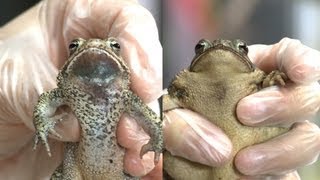 Know Your Toads Houston Toad vs Gulf Coast Toad [upl. by Chandless]