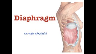 Anatomy of Diaphragm [upl. by Jairia583]