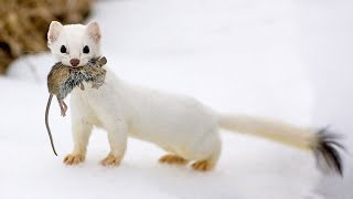 The Stoat  a fearless acrobat and rabbit hunter Interesting facts about Stoats [upl. by Cosenza]