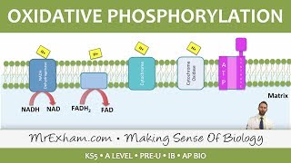 Cellular Respiration  Oxidative Phosphorylation  Post 16 Biology A Level PreU IB AP Bio [upl. by Eyar447]