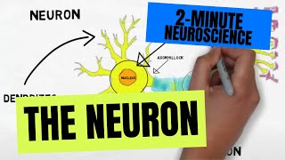 2Minute Neuroscience The Neuron [upl. by Harts39]