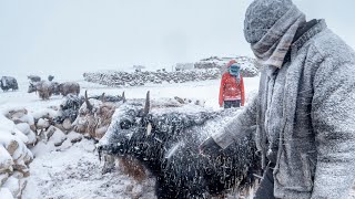 A Winter Storm in Changthang  Living with the Changpas of Ladakh  46 [upl. by Pattison]