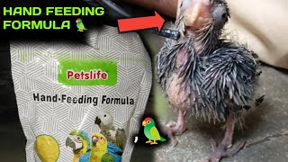 COCTEL BABY 🐥 HAND FEEDING FORMULA 🦜  Bajis Perot [upl. by Accalia]