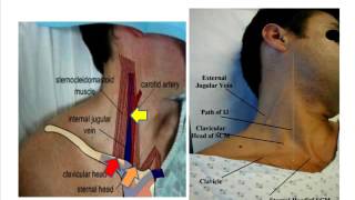 Jugular venous pulse anatomical aspects [upl. by Syst834]