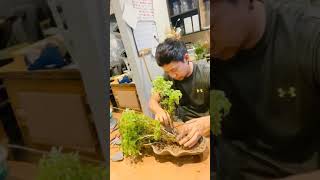 How to Make Ming Aralia houseplant into forest style bonsai I [upl. by Nador]