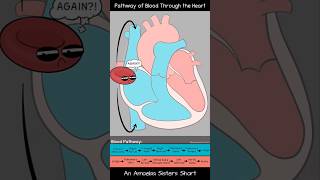 Pathway of Blood Through the Heart  Amoeba Sisters Shorts biology circulatorysystem [upl. by Lindbom]