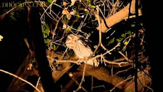 Arabian Scops Owl  بومة الأشجار العربية [upl. by Eiuqnimod]