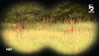 Őzbakvadászat a NyírerdőnélRoebuck hunting in Hungary Rehbockjagd in Ungarn [upl. by Mcfarland]