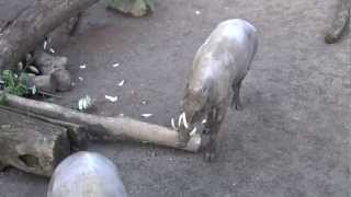 Babirusa Pig  Oregon Zoo [upl. by Adnaram]