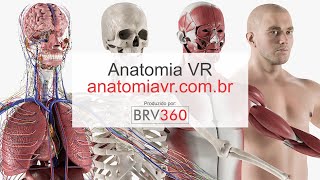 Anatomia VR completo  Aula de Anatomia humana em Realidade Virtual [upl. by Lusa]