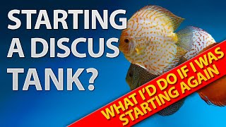 Mastering Your Discus Tank Key Lessons After 3 Years [upl. by Noli]