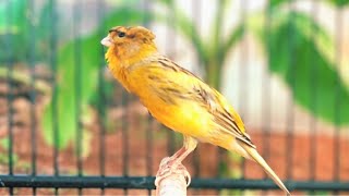 Canary singing  Most Spectacular Video TrainingMake your canary singing like champion [upl. by Martinsen625]