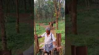 ആന കുത്താൻ ഓടിച്ചപ്പോൾ 🐘😱 elephantattack kerala forest scary dangerous trending viralshort [upl. by Belak]