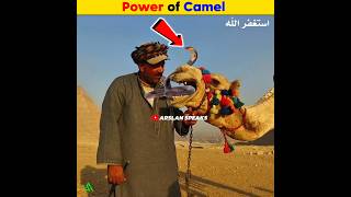 A Snake Eating Camel  Arslan Speaks amazingfacts facts shortsfeed [upl. by Rehotsirhc]