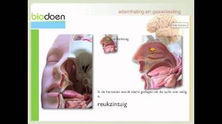 Biodoen  ademhaling en gaswisseling 1 van 6 [upl. by Anuahsar]