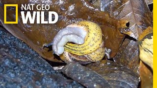 Snail Battles for Survival Against Flatworm  Nat Geo Wild [upl. by Leur]