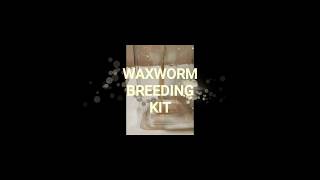 WAXWORM BREEDING KIT [upl. by Yorle492]