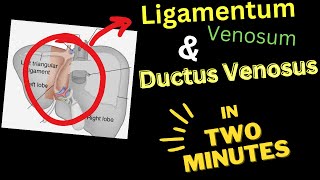 Ligamentum VENOSUM  Ductus VENOSUS  In 4 Minutes [upl. by Madid]