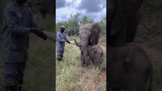 Khanyisa Keeps Baby Elephant Phabeni Company While He Drinks His Milk Bottle 🍼 [upl. by Banquer248]